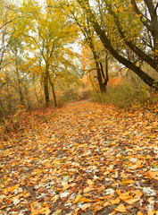 Autumn park road