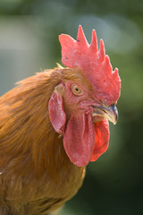 Gallo