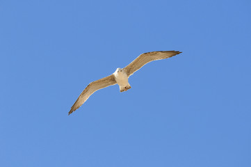 gaviota en vuelo