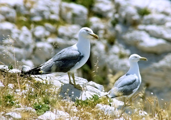 Ein Möwenpärchen sitzt auf felsigem Untergrund