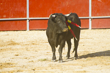 Spanish bull. Bullfight.