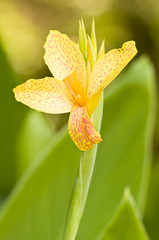 Orange dotted yellow flower of Iris in green background