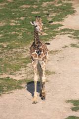 giraffe