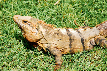 Green Iguana