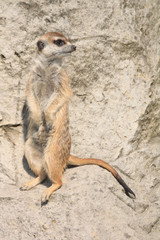 suricata