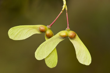 Winged seeds of an ornamental Maple tree