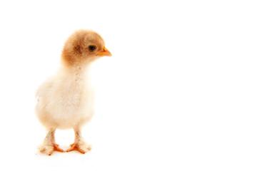Little chick