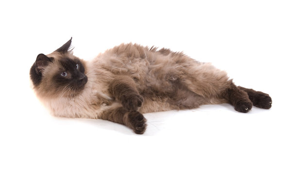 chat sacr&eacute; de birmanie couch&eacute; sur fond blanc