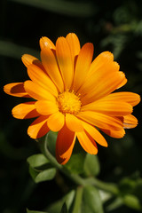 calendula