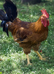 Gallo