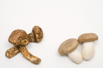 ホンシメジと松茸