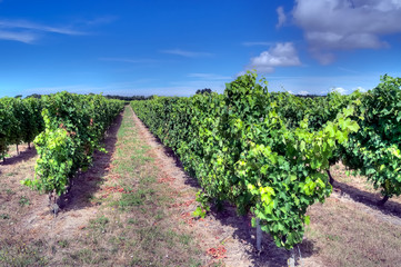 Vignes île d'Oléron
