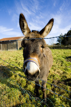donkey, Champagne, France