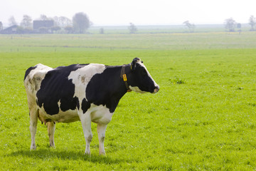 cow, Friesland, Netherlands