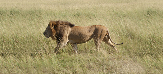 Fototapeta na wymiar Lion King