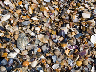 Many sea cockleshells close up