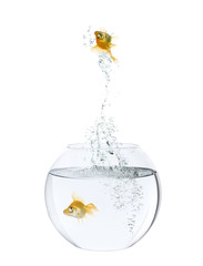 goldfish leaping out of goldfish bowl against white background