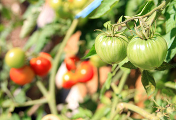 Gemüseanbau Tomaten