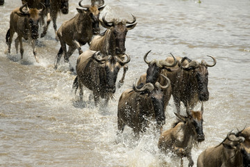 Wildebeest running in river in the Serengeti, Tanzania, Africa