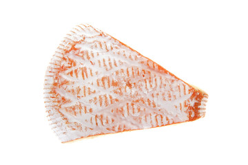 single cheese part on white