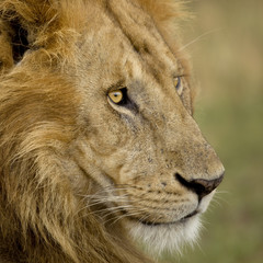 Close-up of a lion in the Serengeti, Tanzania, Africa