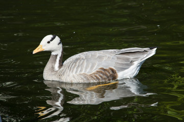 Eulabeia, Anser indica, Bar-headed Goose
