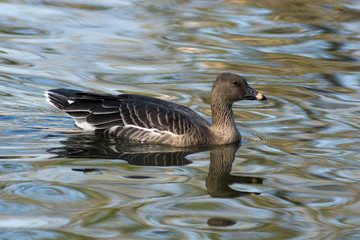 Anser fabalis, Bean Goose