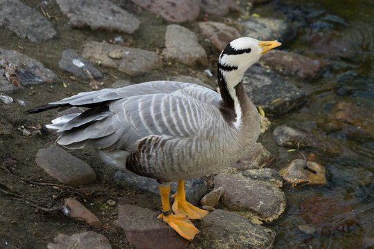 Eulabeia, Anser indica, Bar-headed Goose