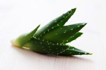 aloe vera