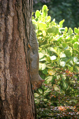 Obraz premium squirrel on tree