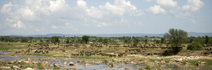 Fototapeta na wymiar Gnu w Serengeti w Tanzanii, w Afryce