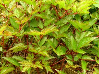 Feuillage d'astlibe