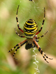 Argiope fasciée ou frelon (Argiope bruennichi), sur sa toile