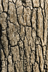 Close-up of tree bark