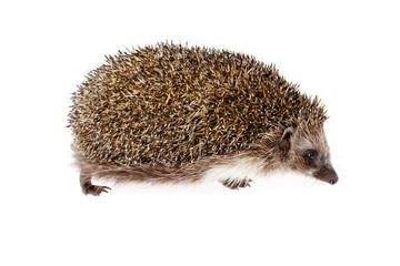 hedgehog