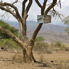 Wooden box in tree in the Serengeti, Tanzania, Africa