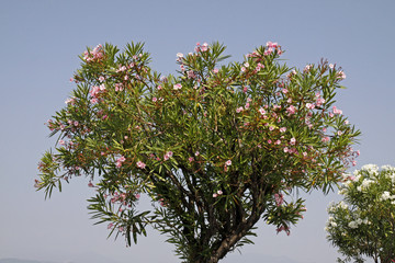 Nerium oleander, Oleanderbaum - Oleander tree, Italy