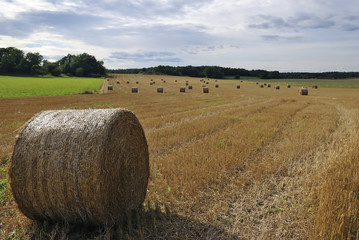 Rolls of straw