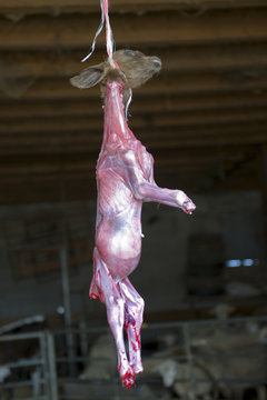 Young goat carcass hanging in farm stable