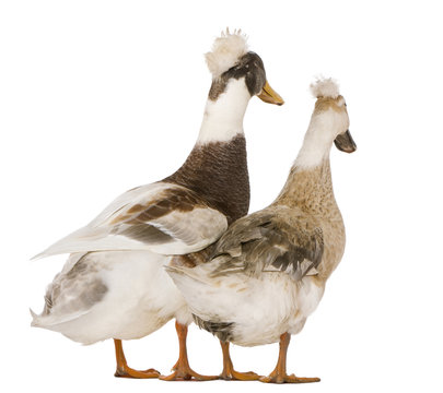 Two crested ducks, 3 years old