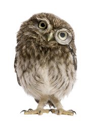 Little Owl wearing magnifying glass, Athene noctua