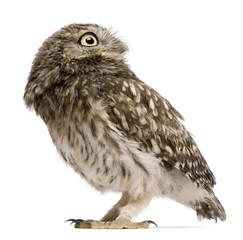Fototapeta premium Little Owl, 50 days old, Athene noctua