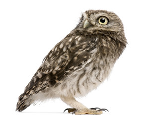 Naklejka premium Little Owl, 50 days old, Athene noctua