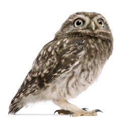 Little Owl, 50 days old, Athene noctua