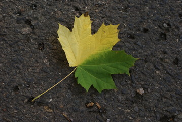 Leaf in autumn