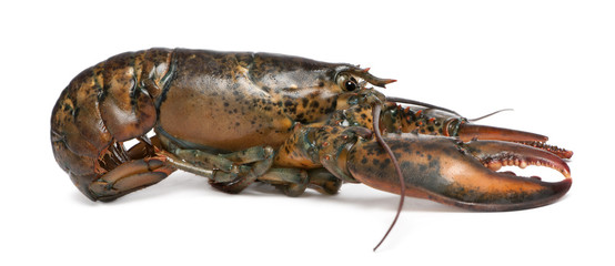 American lobster, Homarus americanus