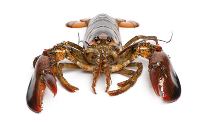 American lobster, Homarus americanus