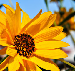 yellow flower