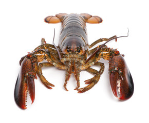 American lobster, Homarus americanus