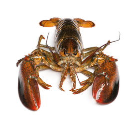 American lobster, Homarus americanus